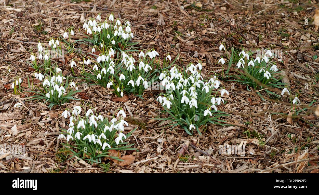 I fiori bianchi di Galanthus nivalis crescono all'aperto sul fondo della foresta durante la primavera. Il giardino naturale isolato mostra piante luminose e fiorite che creano un ambiente ecologico tranquillo, sereno e lussureggiante Foto Stock