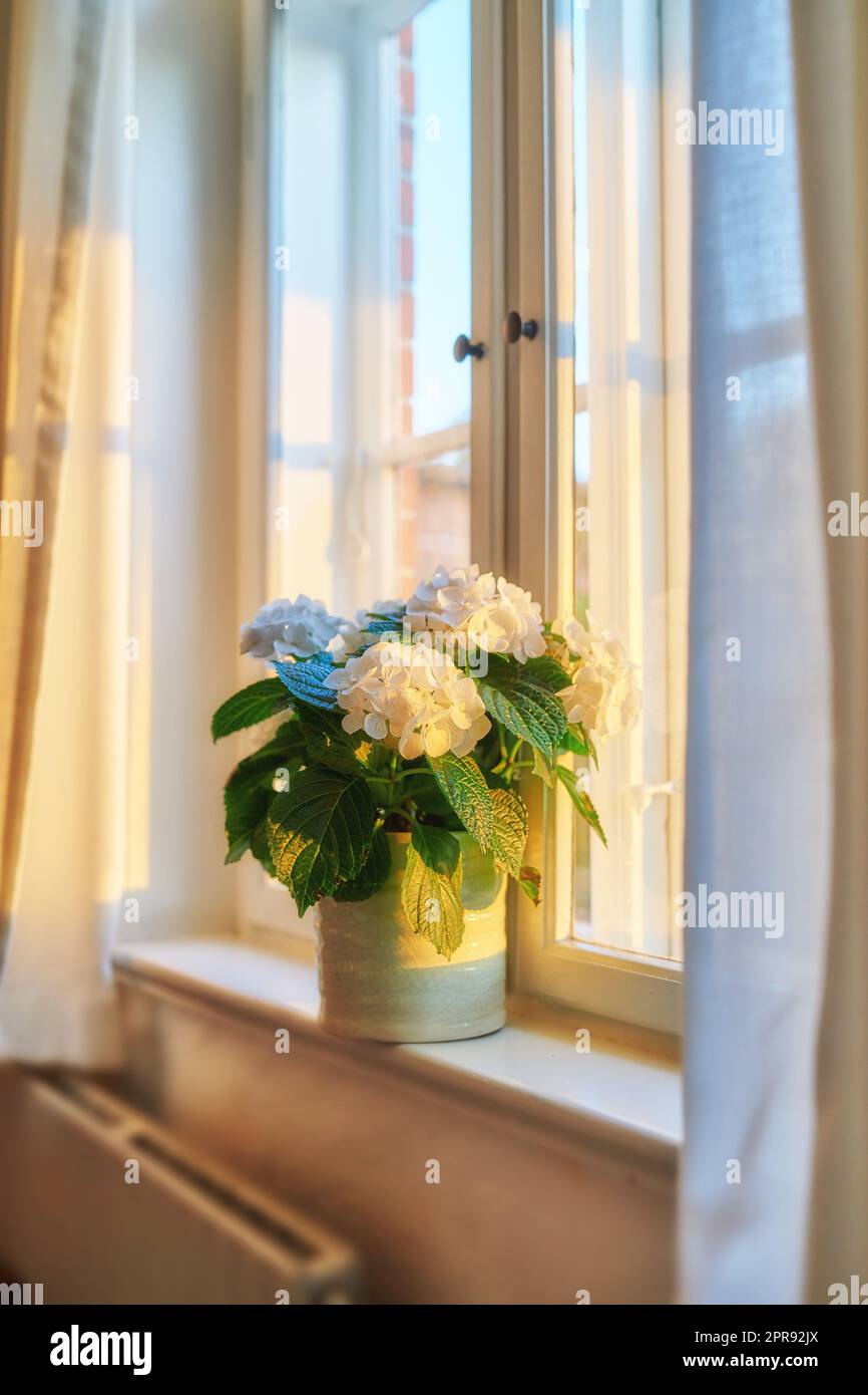 Un vaso di ortensie bighellari freschi disposti in modo ordinato su una finestra. Bellissimi fiori bianchi contro la luce del sole in una casa. Petali decorativi e foglie che aggiungono zen e bellezza a uno show room di un noleggio Foto Stock