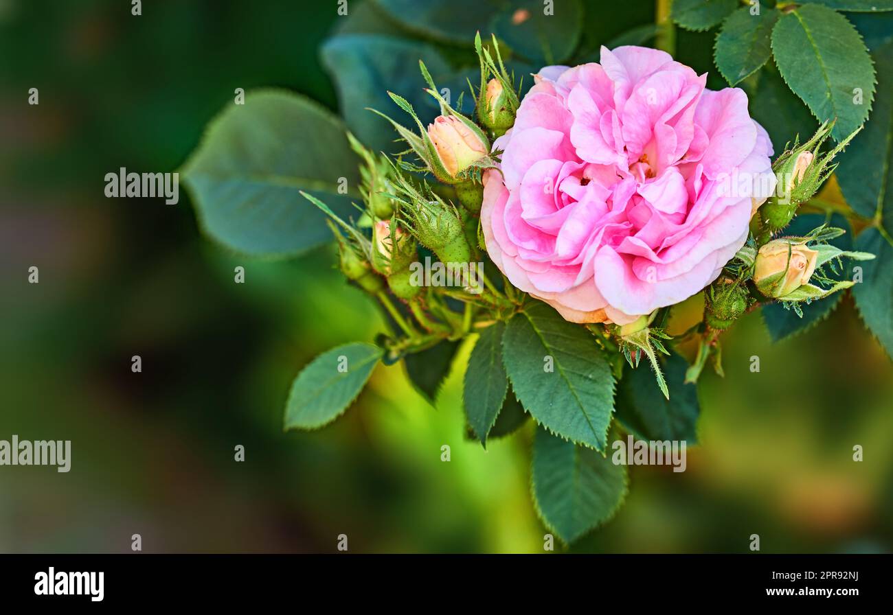 Primo piano dei fiori di Dog Rose su un ramo con spazio per la copia e bokeh. Fiori in erba che fioriscono con fiori profumati in una giornata di sole. Macro dettagli di rose rosa con petali morbidi in armonia con la natura Foto Stock