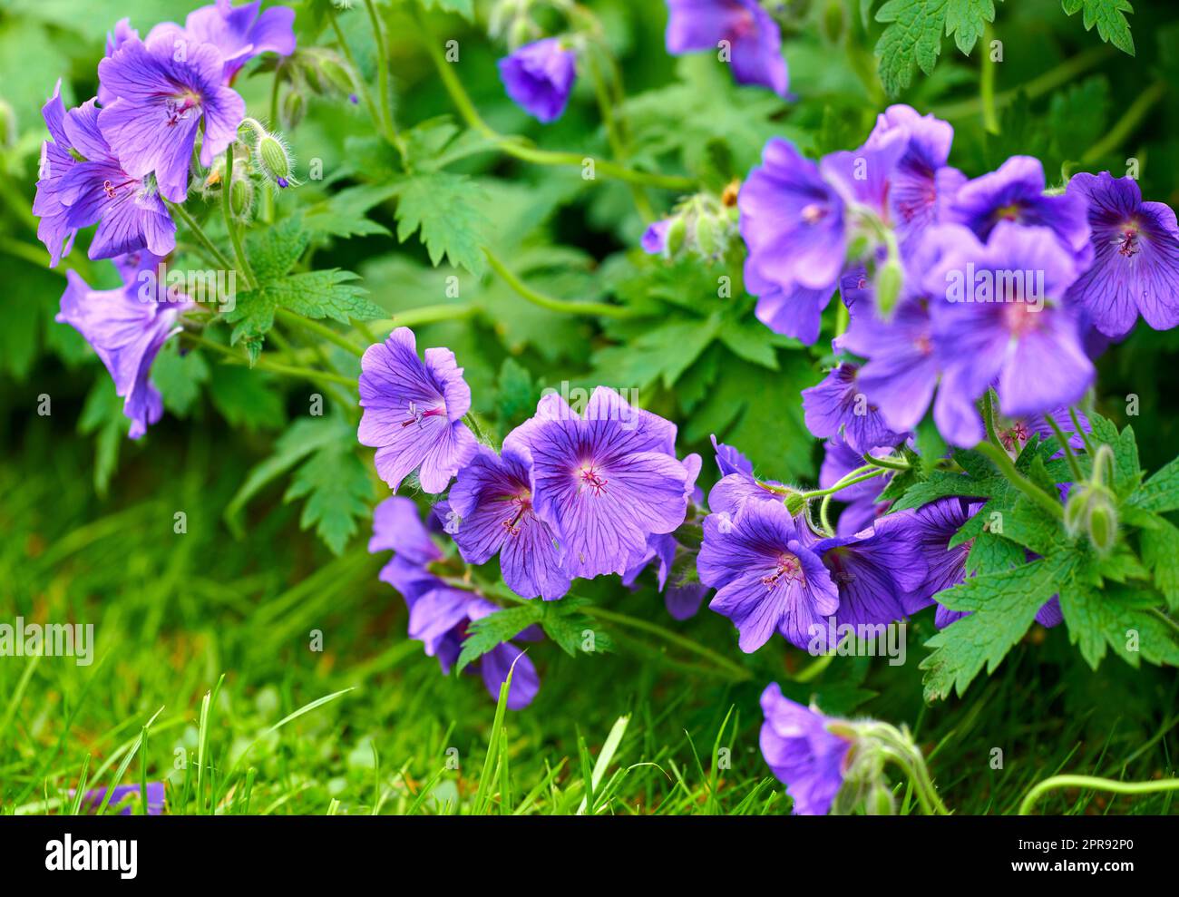 Fiori di geranio viola che crescono all'aperto in un parco. Cespuglio di indaco o gerani blu che fioriscono in un lussureggiante giardino o cortile sul retro in primavera. Delicati fiori selvatici per sfondo naturale con spazio di copia Foto Stock