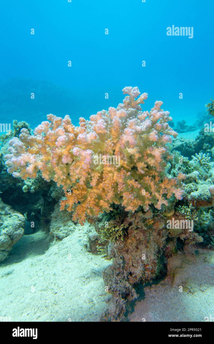 Colorata e pittoresca barriera corallina in fondo al mare tropicale, Cauliflower Coral, paesaggio subacqueo Foto Stock
