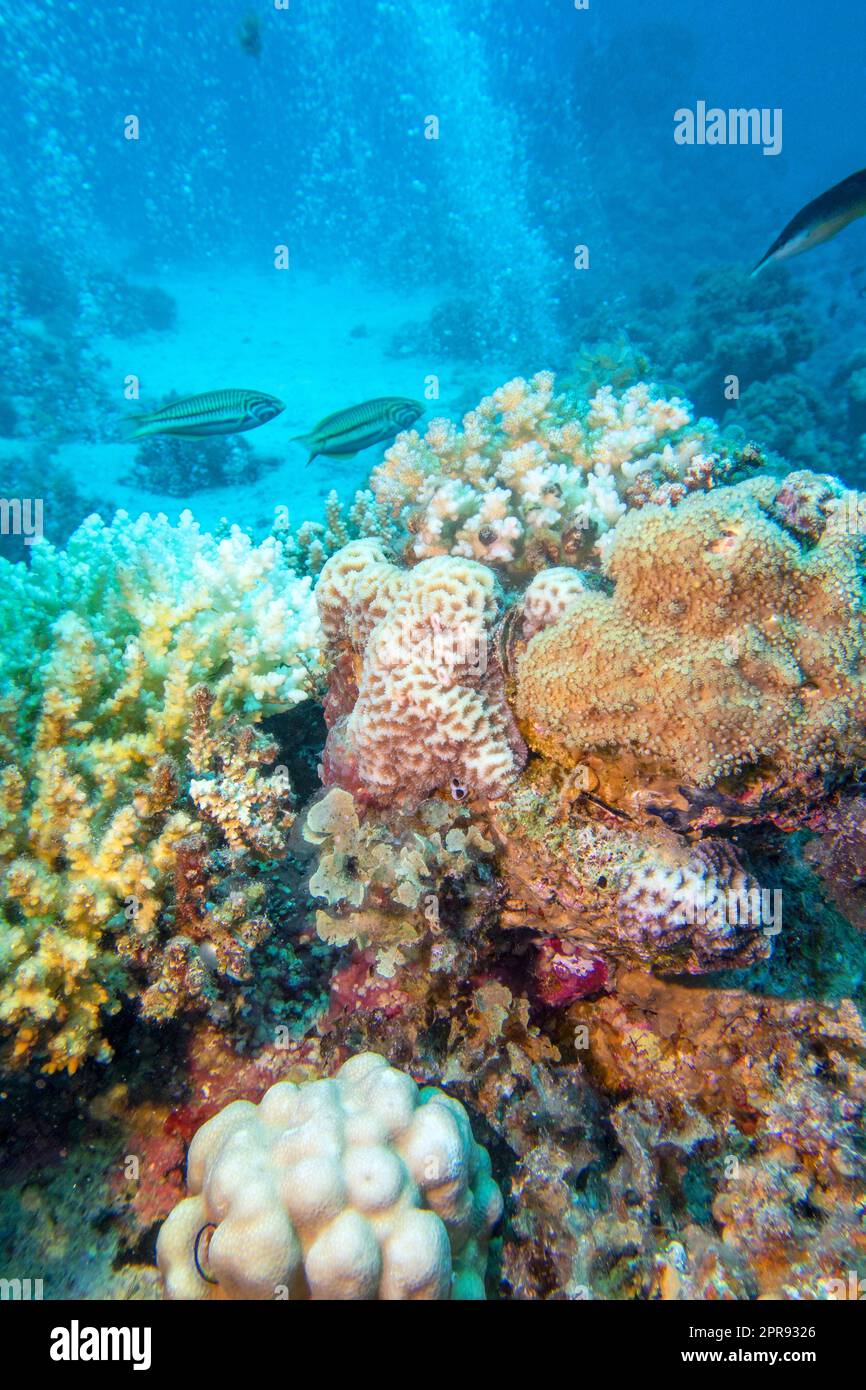 Colorata e pittoresca barriera corallina in fondo al mare tropicale, coralli duri e molte bolle d'aria, paesaggio subacqueo Foto Stock