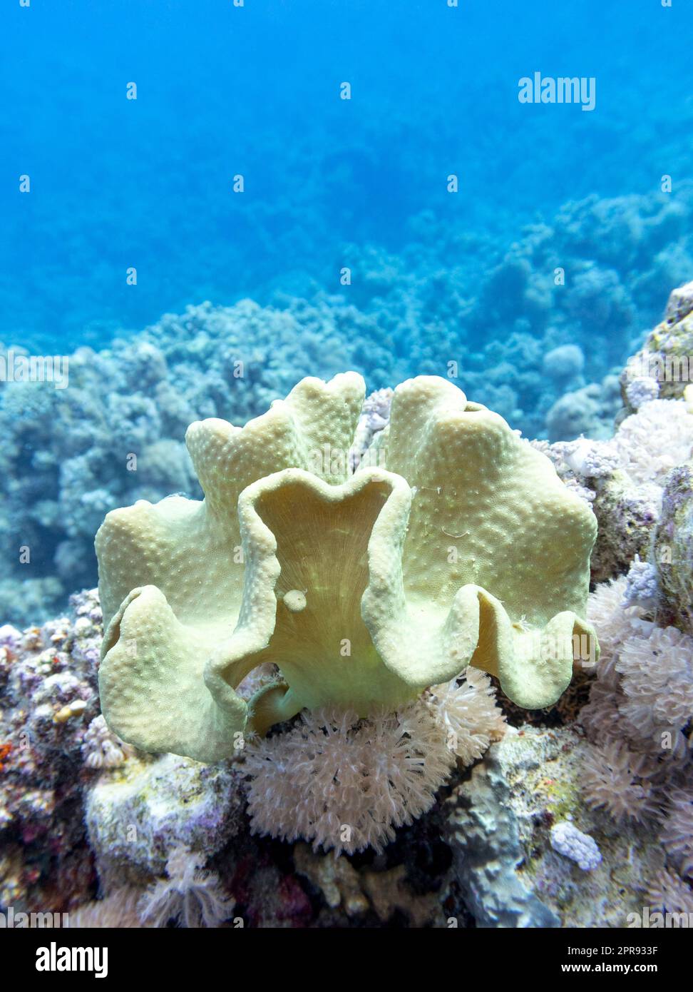 Barriera corallina colorata e pittoresca in fondo al mare tropicale, coralli  duri e coralli gialli in pelle di sarcophyton, paesaggio subacqueo Foto  stock - Alamy