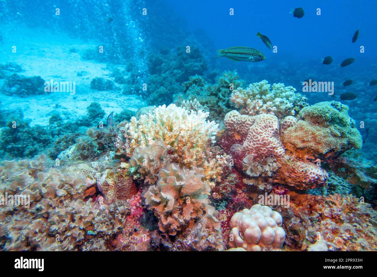 Colorata e pittoresca barriera corallina in fondo al mare tropicale, coralli duri e molte bolle d'aria, paesaggio subacqueo Foto Stock