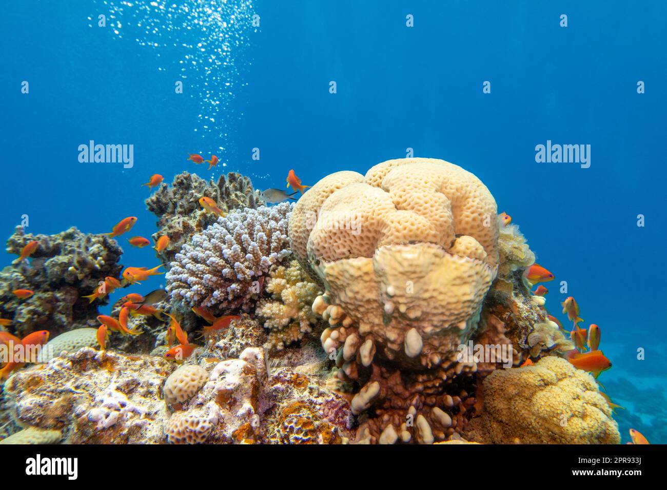 Colorata e pittoresca barriera corallina sul fondo del mare tropicale, coralli duri e pesci Anthias, paesaggio subacqueo Foto Stock