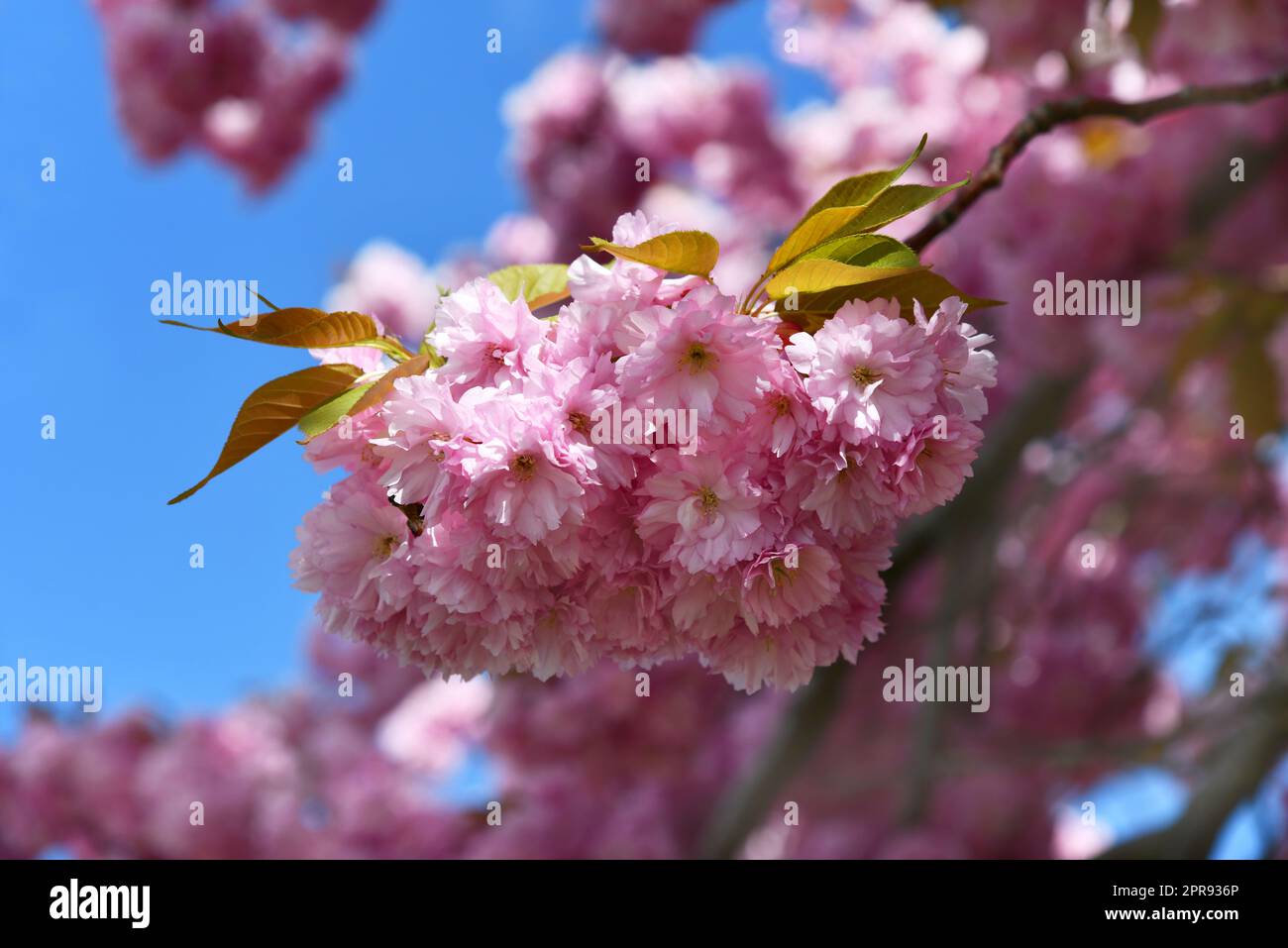Ciliegia ornamentale rosa fiorita in giardino Foto Stock