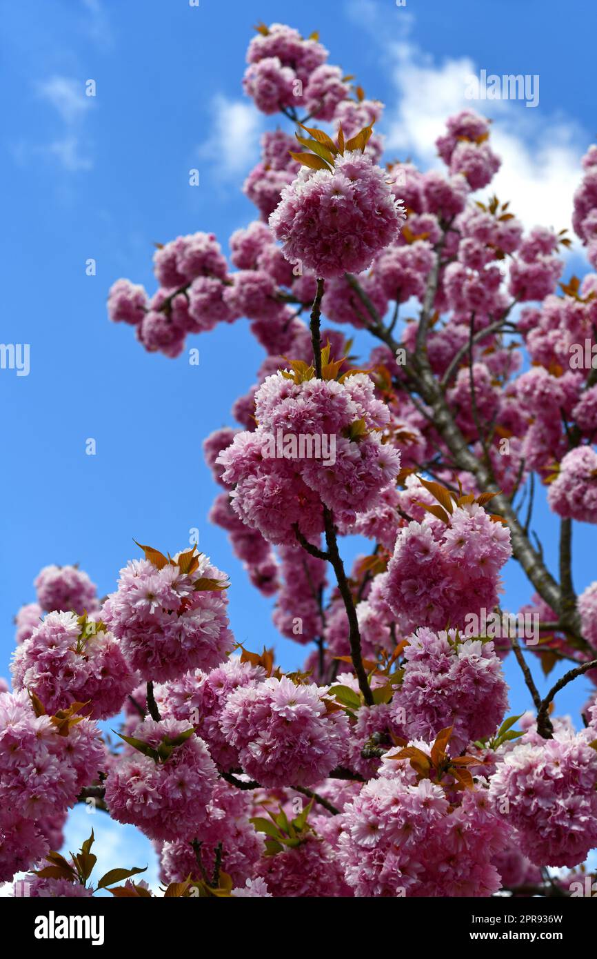 Ciliegia ornamentale rosa fiorita in giardino Foto Stock