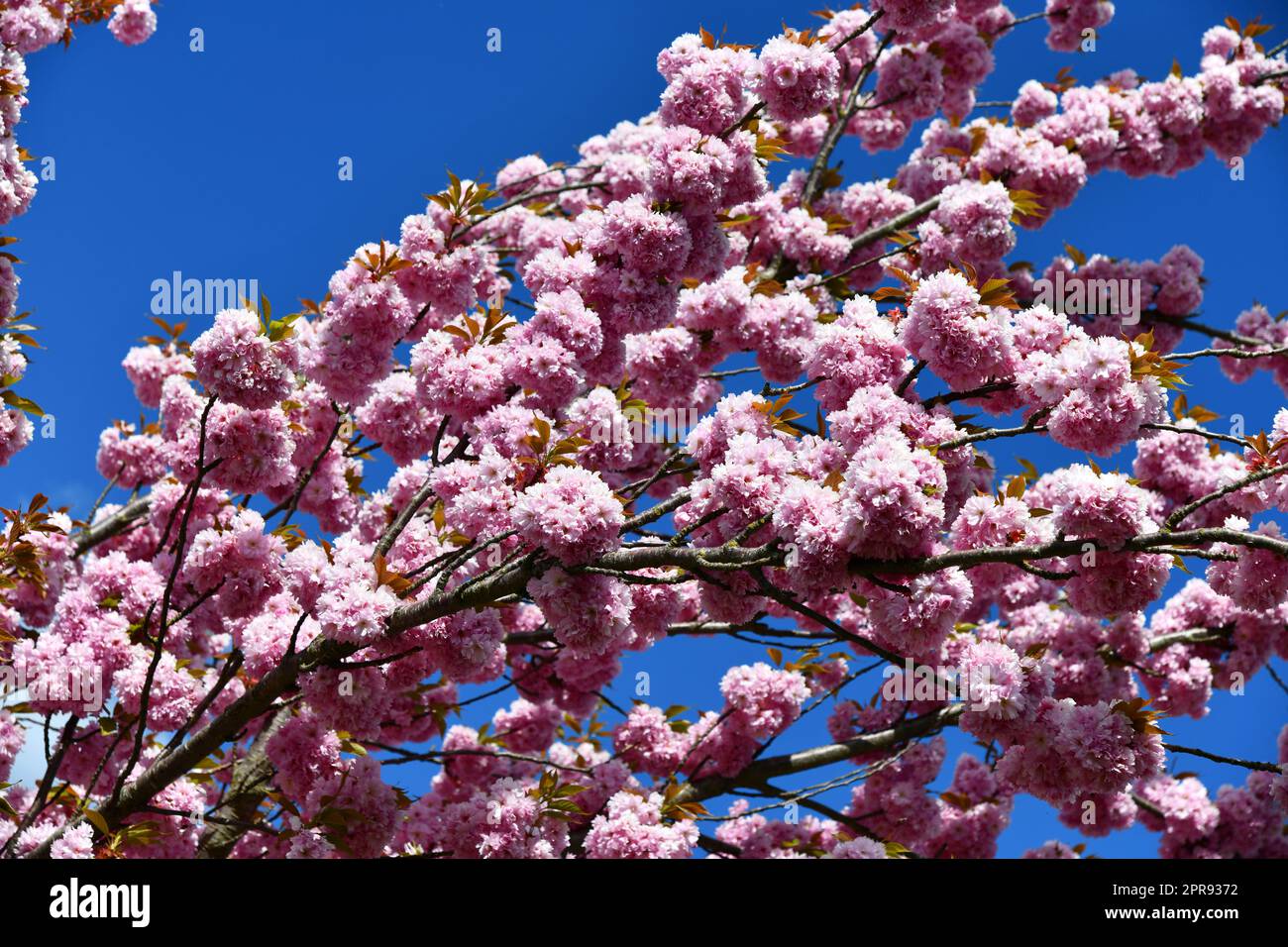 Ciliegia ornamentale rosa fiorita in giardino Foto Stock