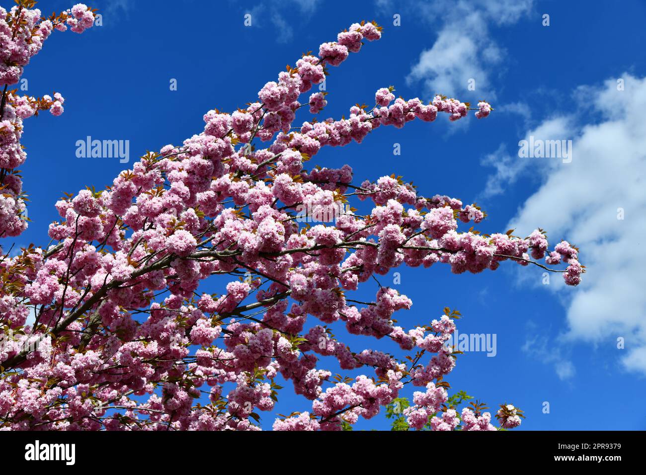 Ciliegia ornamentale rosa fiorita in giardino Foto Stock