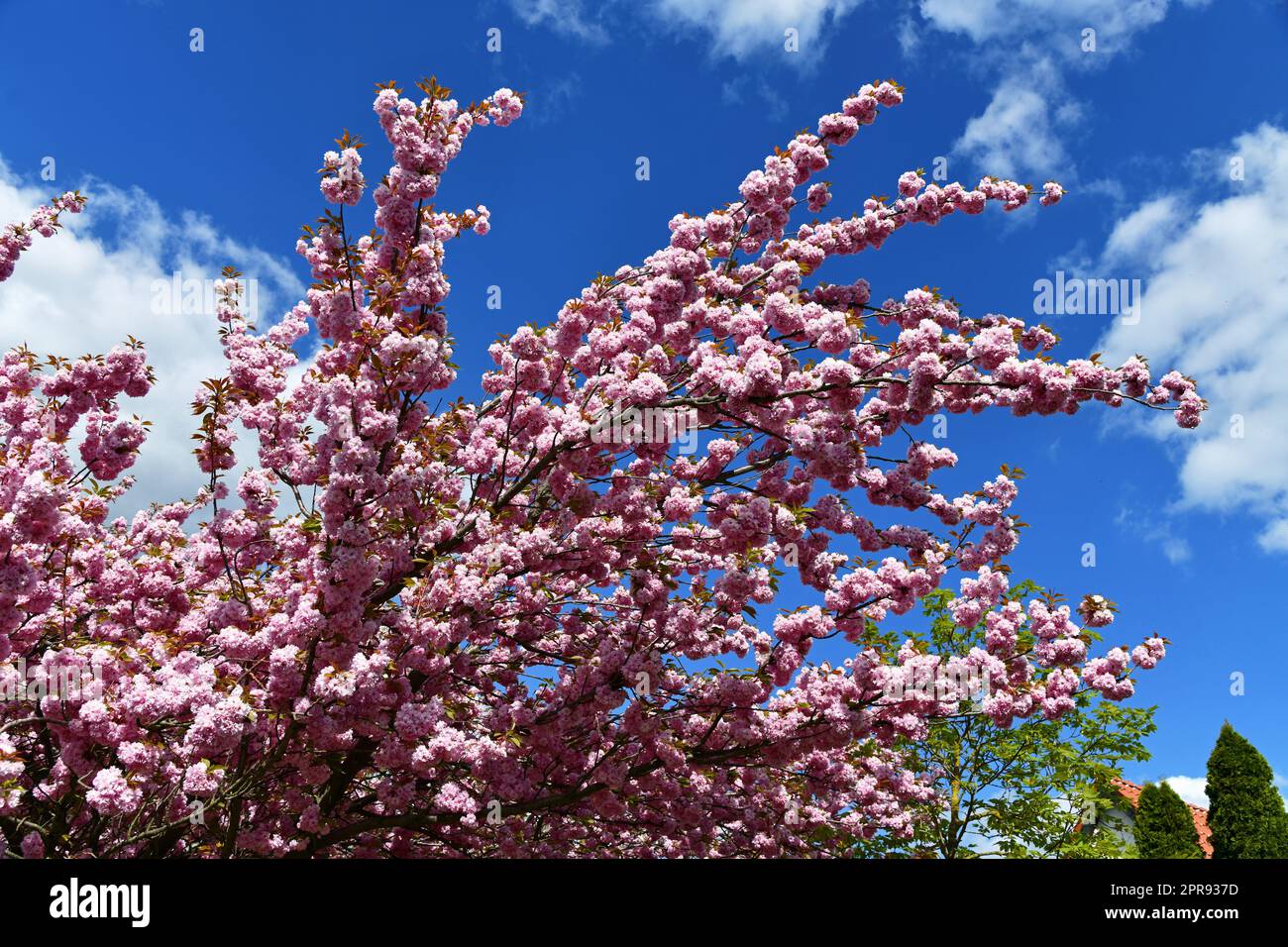Ciliegia ornamentale rosa fiorita in giardino Foto Stock