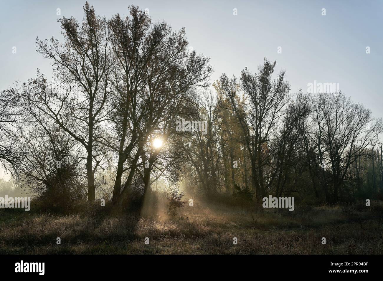 Alba nell'area paesaggistica protetta Zuwachs-Külzauer Forst vicino a Magdeburgo, in Germania, sulla pista ciclabile dell'Elba Foto Stock