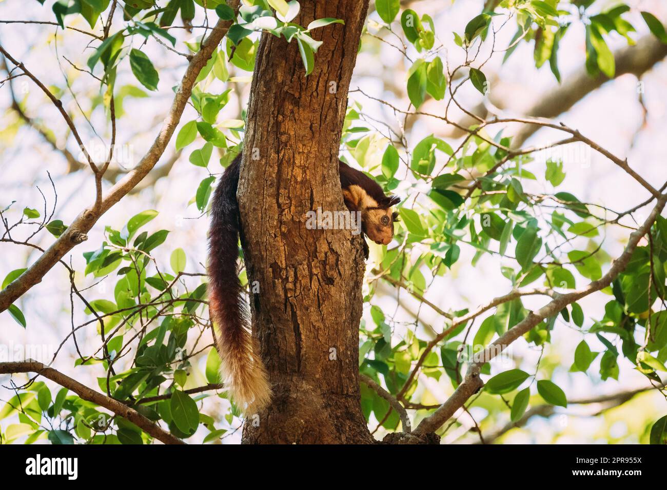 Goa, India. Scoiattolo gigante indiano, o scoiattolo gigante malabar, Ratufa indica che riposa sull'albero. Si tratta di Una grande specie di scoiattolo di alberi del genere Ratufa Native to Forests and Woodlands in India Foto Stock