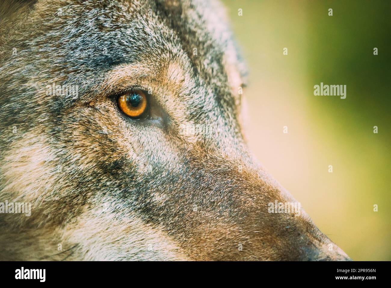 Primo piano allievo dell'occhio di Canis Lupus, lupo grigio, lupo grigio. Wolf Eye Foto Stock