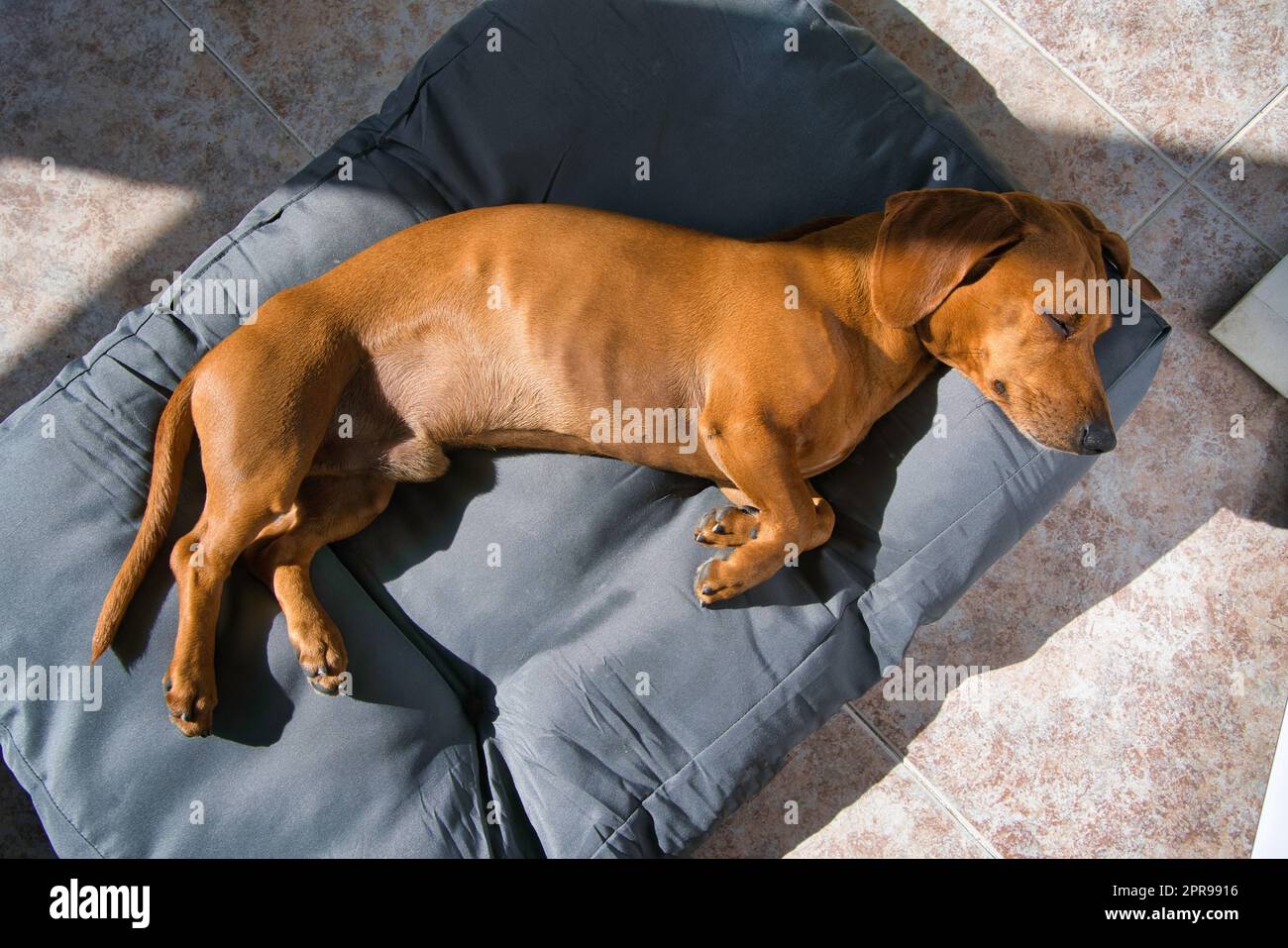 Il cane sta sdraiato sul fianco, appoggiandosi sul cuscino. I suoi occhi sono chiusi e il suo respiro è calmo, suggerendo che è profondamente addormentato e confortabile Foto Stock