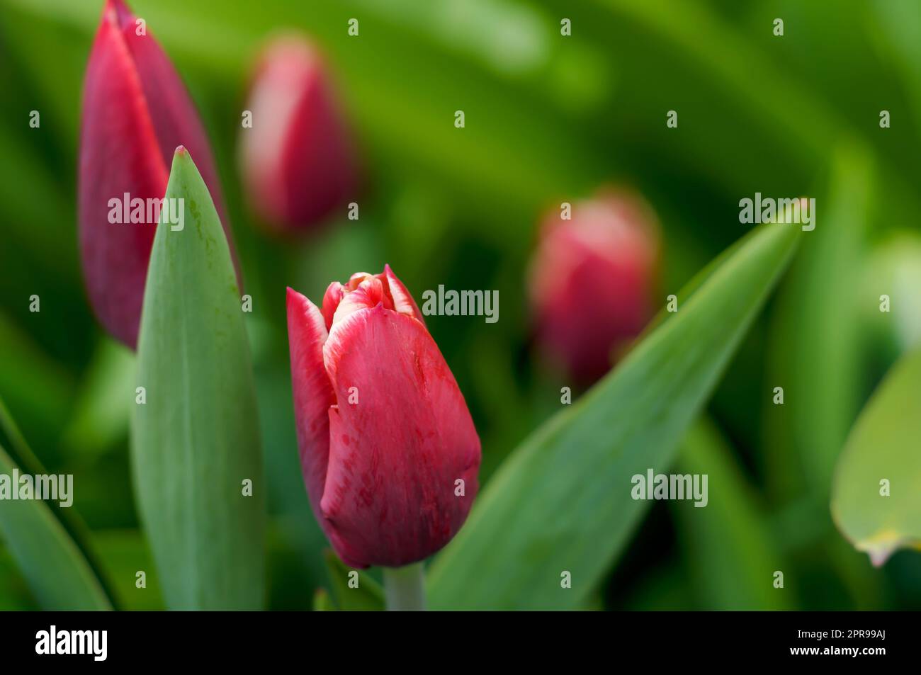 tulipano rosso, fiore in fiore in habitat naturale, fiore delicato tra foglie verdi, piante ornamentali primaverili, primo piano, primo piano, elegante, intimo, r Foto Stock