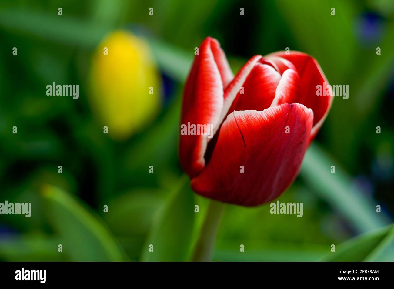 tulipano rosso, fiore in fiore in habitat naturale, fiore delicato tra foglie verdi, piante ornamentali primaverili, primo piano, primo piano, elegante, intimo, r Foto Stock