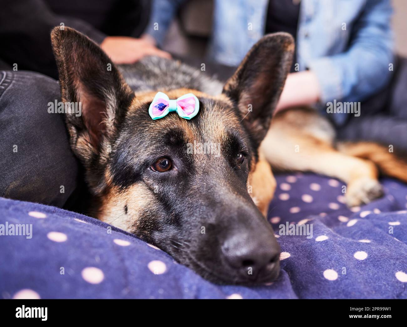 Anche i cani hanno tendenze di moda da tenere il passo con: Un adorabile pastore tedesco che si trova sul suo letto durante una giornata a casa con i suoi proprietari. Foto Stock