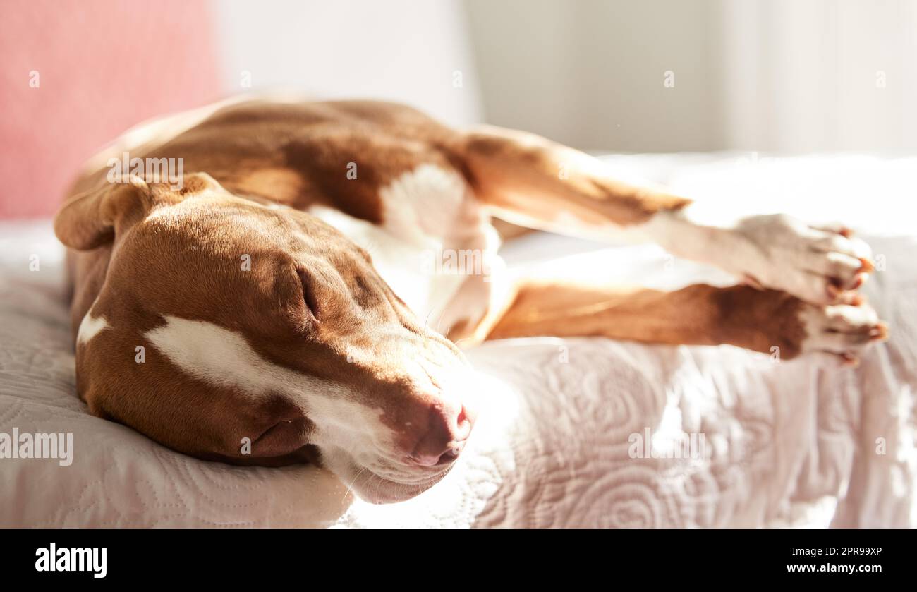 Nei miei sogni, la mamma non parte mai per lavoro. Un cane assonnato che prende un pisolino a letto a casa. Foto Stock