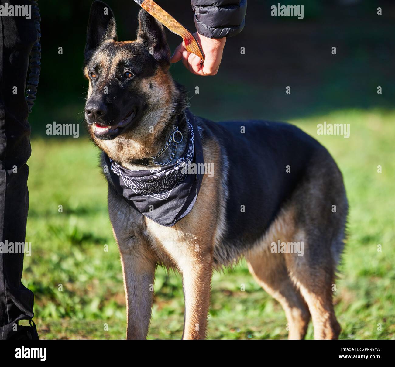 Le lunghe passeggiate sono molto migliori con il vostro cane, un adorabile pastore tedesco addestrato dal suo proprietario nel parco. Foto Stock