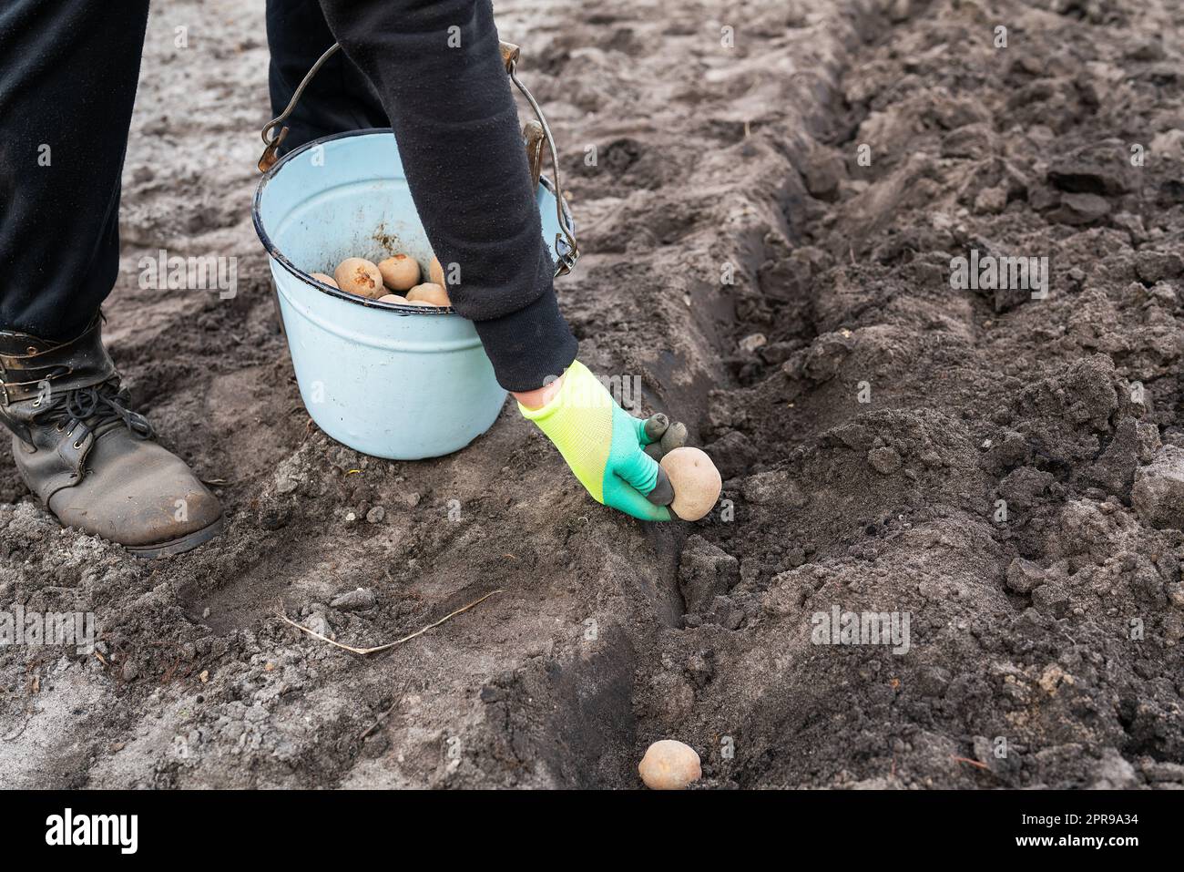 Piantare tuberi di patata nel terreno. Preparazione primaverile per la stagione del giardino. Un uomo prende le patate da un secchio e le mette in un buco preparato nel giardino. Foto Stock