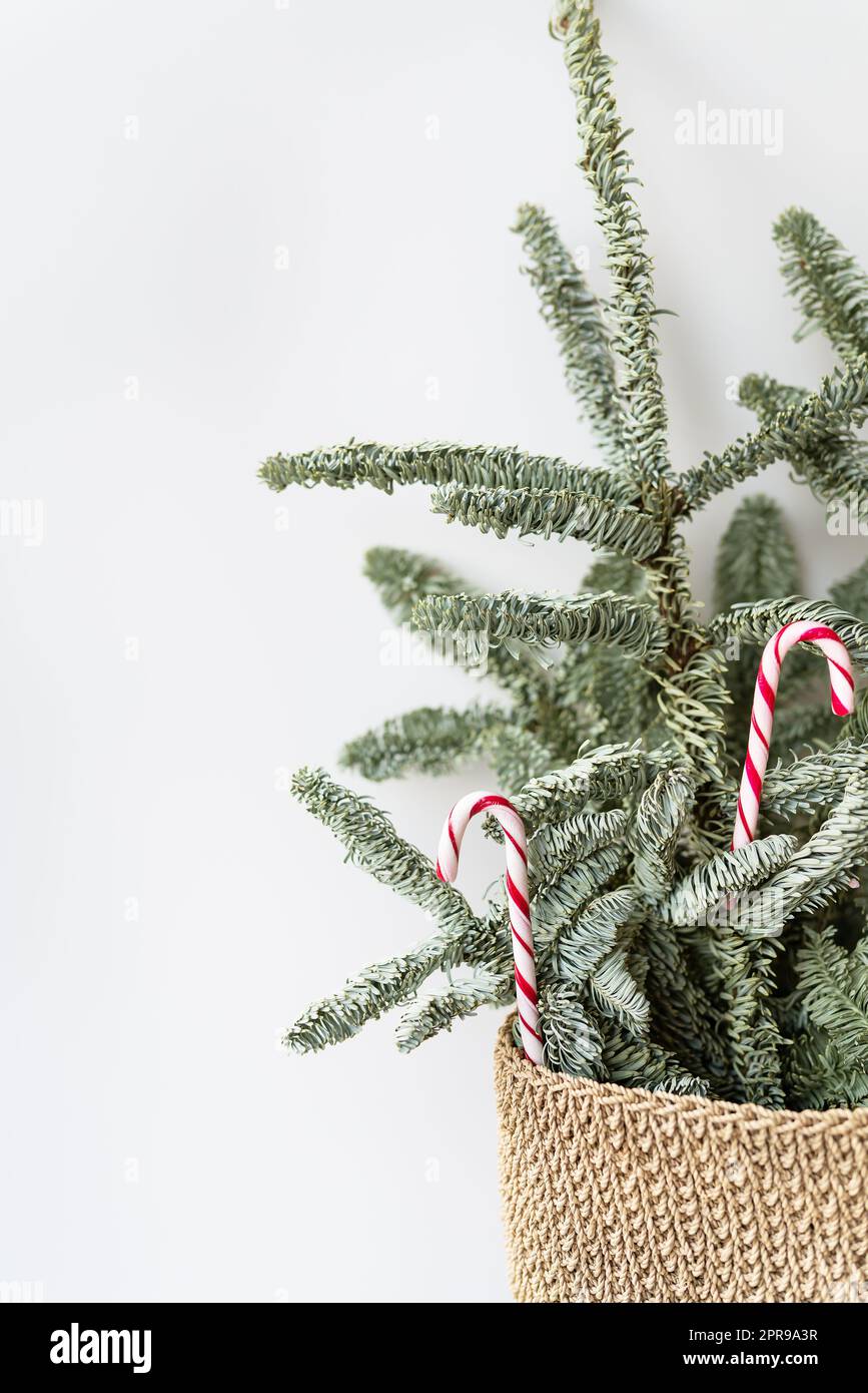 Albero di Natale decorato con canne caramelle. Prepararsi per Natale e Capodanno 2023-2024. Spazio per un'iscrizione. Foto Stock