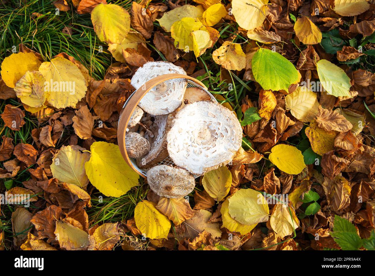 cestino con ombrelli di funghi commestibili raccolti splendidamente, si trova su foglie gialle cadute. Vista dall'alto. Foto Stock