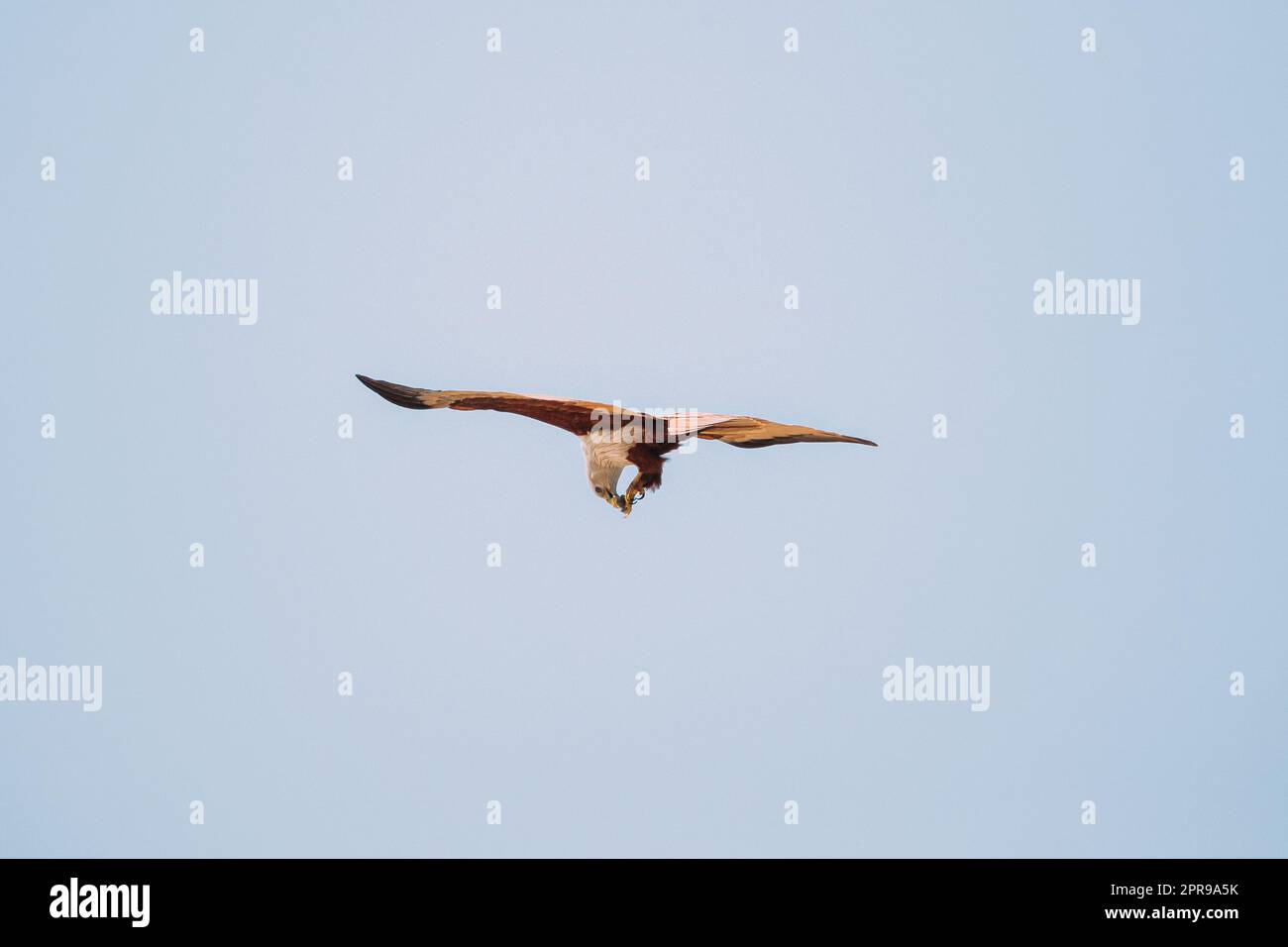 Goa, India. Brahminy Kite mangiare granchio in volo in Blue Sky Foto Stock