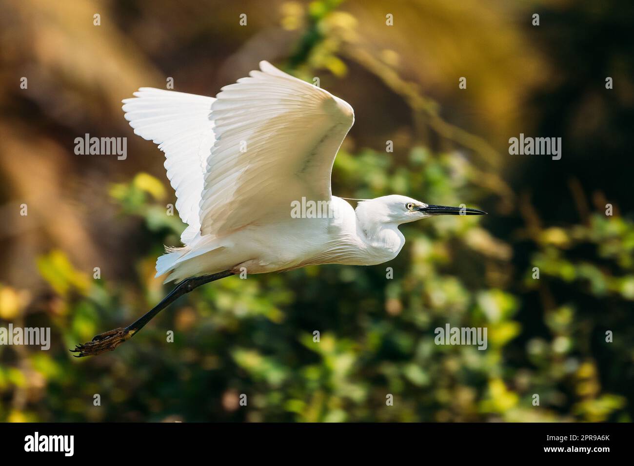 Goa, India. White Little Egret volare su sfondo verde Foto Stock