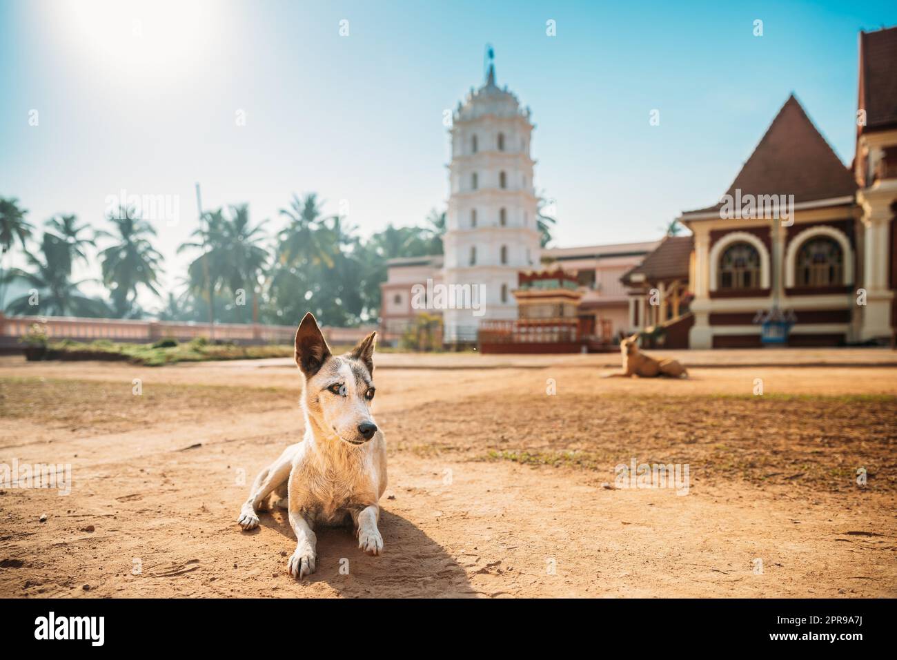 Kavlem, Phonda, Goa, India. Il cane riposa vicino a Shree Shantadurga Mandir e al Tempio di Kavlem. Famoso punto di riferimento e popolare destinazione. Torre della lampada bianca. Shantadurga devi Foto Stock