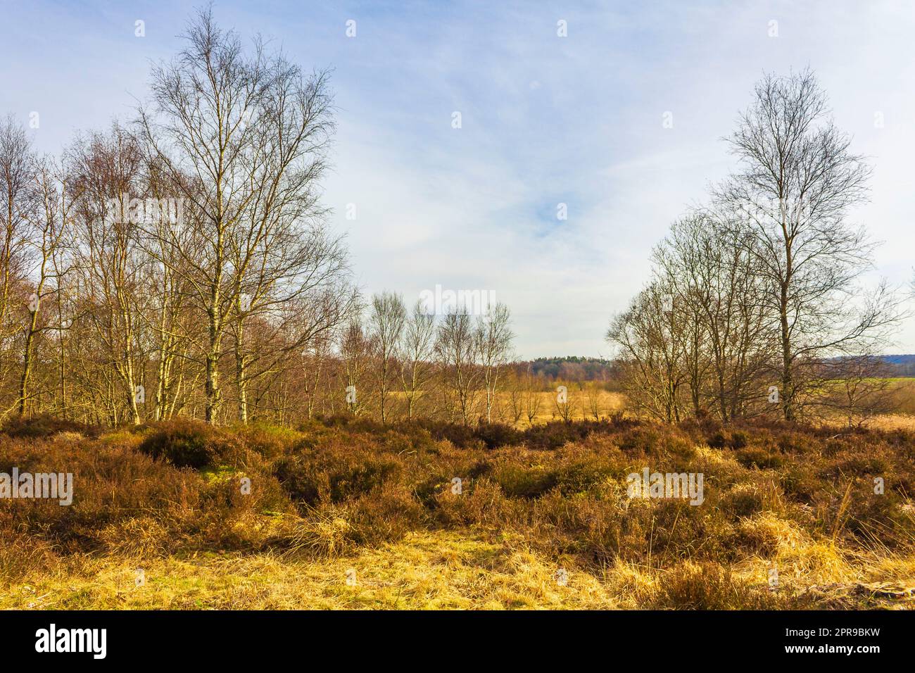 Splendida brughiera naturale della foresta e panorama invernale della Germania. Foto Stock