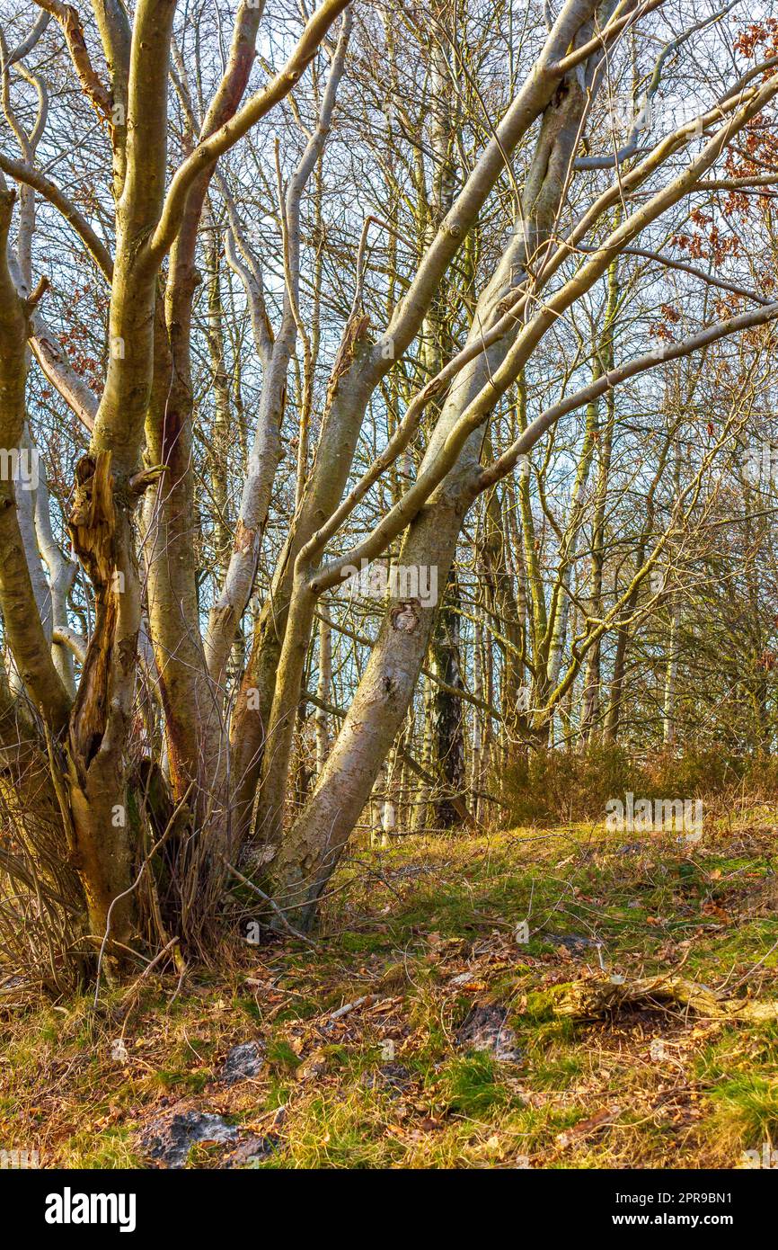 Splendida brughiera naturale della foresta e panorama invernale della Germania. Foto Stock