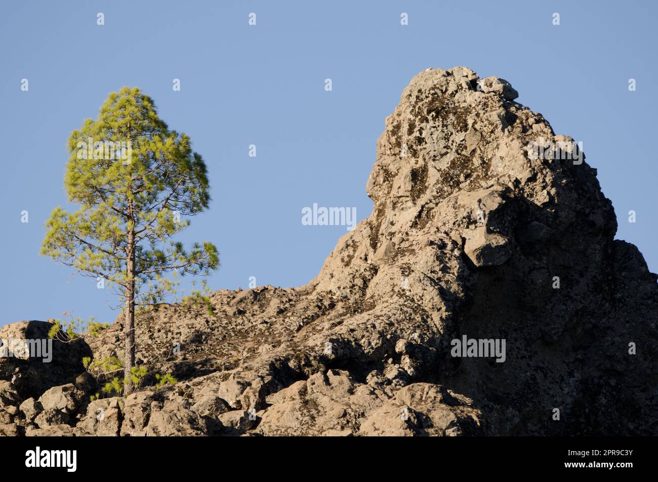 Scogliera e pino delle Isole Canarie. Foto Stock