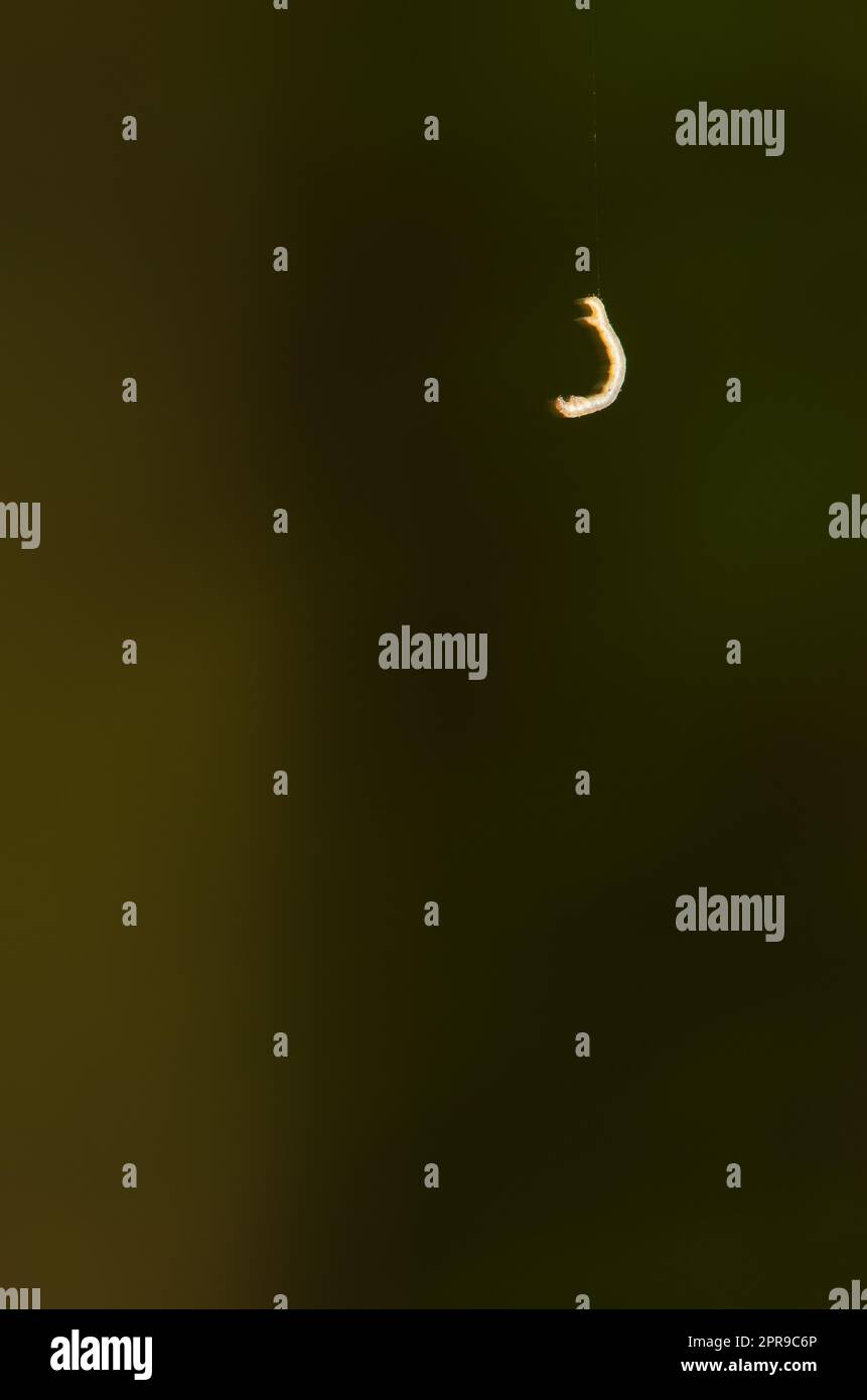 Piccolo caterpillar appeso al filo di seta. Foto Stock