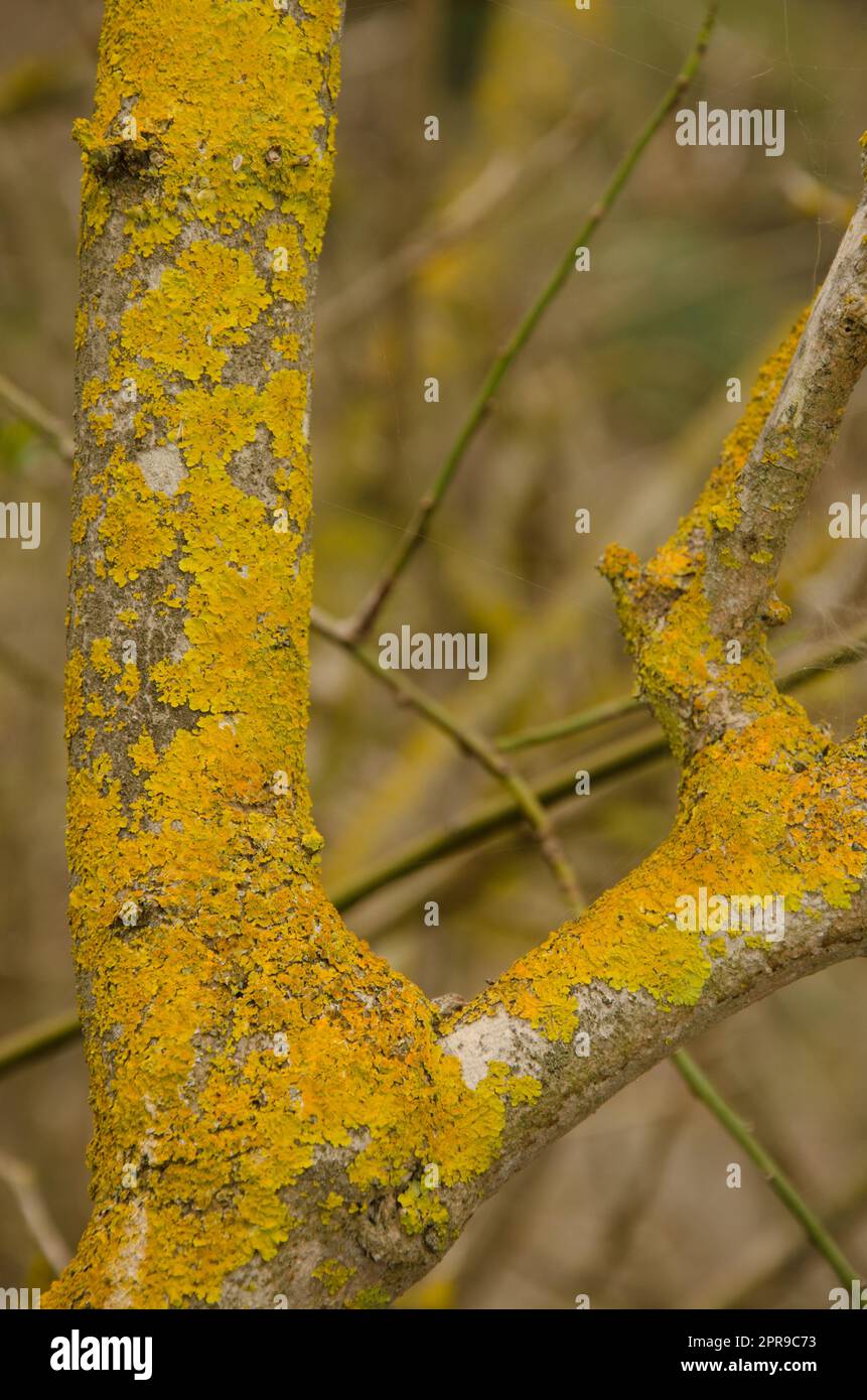 Lichen arancio comune. Foto Stock