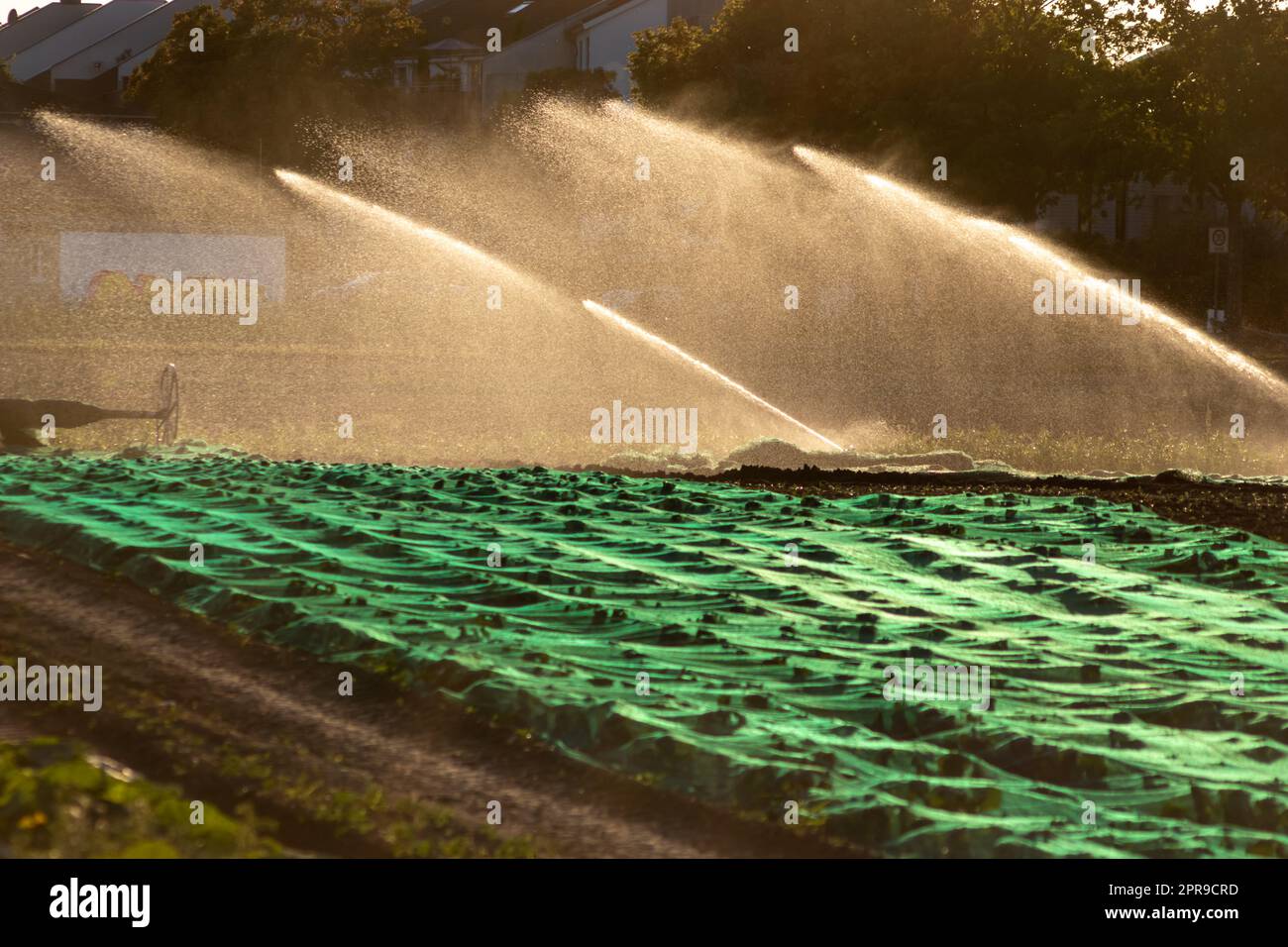 Il sistema di irrigazione agricola è necessario a causa delle calde estate e la siccità causata dai cambiamenti climatici minaccia l'agricoltura e l'agricoltura con il clima secco e l'assenza di precipitazioni gonfiano i prezzi del raccolto Foto Stock