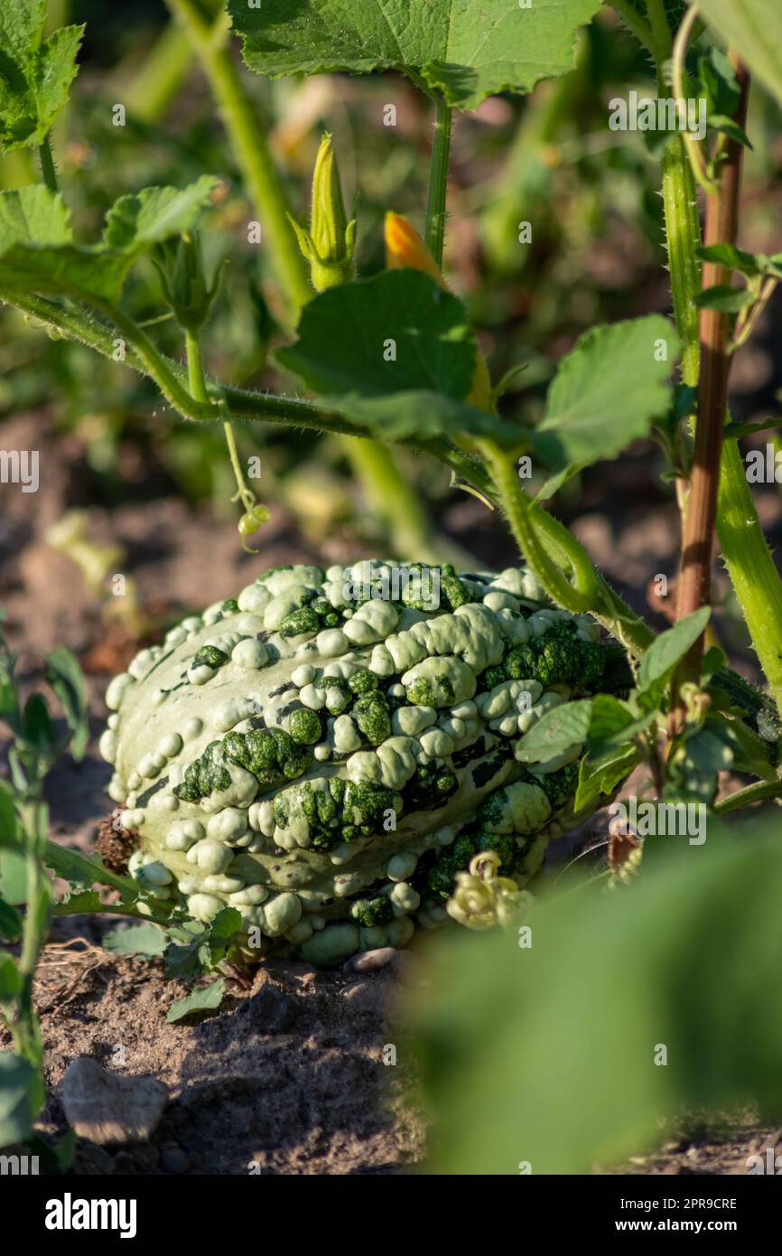 Coltivare zucche su terreni agricoli biologici con coltivazioni di verdure di zucca stagionali per halloween e il Ringraziamento con fioritura coltivata in casa di nutrizione sana come spuntino stagionale per il giardinaggio Foto Stock