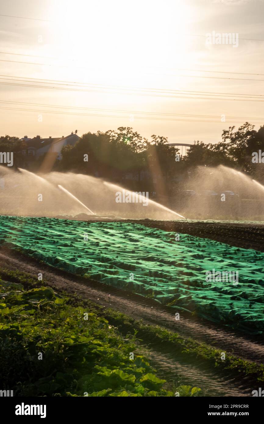 Il sistema di irrigazione agricola è necessario a causa delle calde estate e la siccità causata dai cambiamenti climatici minaccia l'agricoltura e l'agricoltura con il clima secco e l'assenza di precipitazioni gonfiano i prezzi del raccolto Foto Stock