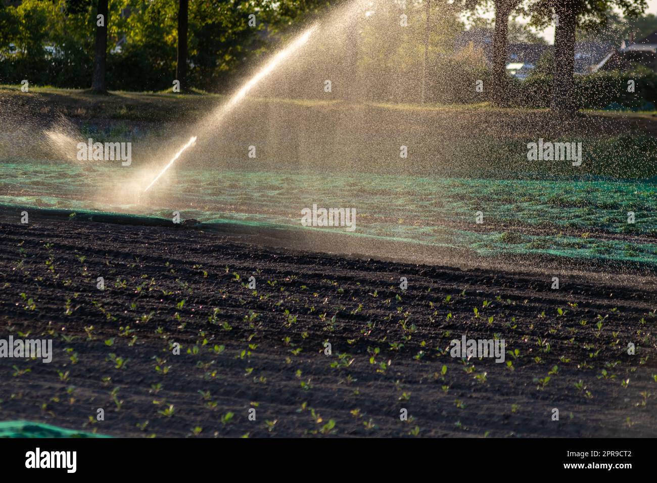 Il sistema di irrigazione agricola è necessario a causa delle calde estate e la siccità causata dai cambiamenti climatici minaccia l'agricoltura e l'agricoltura con il clima secco e l'assenza di precipitazioni gonfiano i prezzi del raccolto Foto Stock
