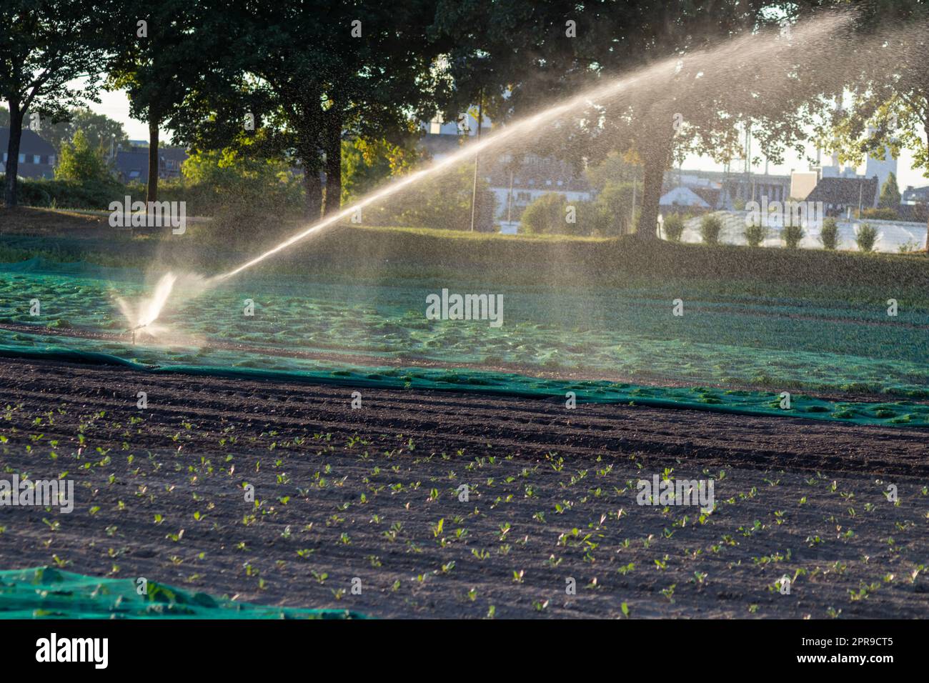 Il sistema di irrigazione agricola è necessario a causa delle calde estate e la siccità causata dai cambiamenti climatici minaccia l'agricoltura e l'agricoltura con il clima secco e l'assenza di precipitazioni gonfiano i prezzi del raccolto Foto Stock