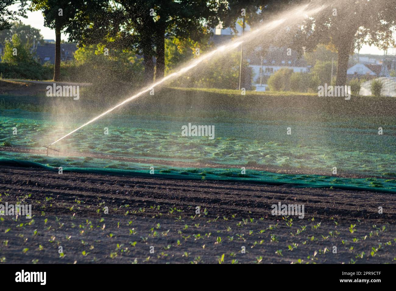 Il sistema di irrigazione agricola è necessario a causa delle calde estate e la siccità causata dai cambiamenti climatici minaccia l'agricoltura e l'agricoltura con il clima secco e l'assenza di precipitazioni gonfiano i prezzi del raccolto Foto Stock