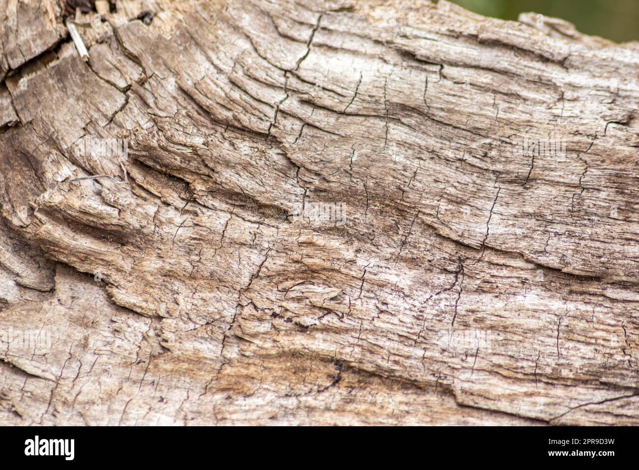 La figura naturale del grano di legno organico mostra i dettagli degli alberi del taglio superficiale di legno duro per la produzione di mobili nell'industria del legno e del legname materiale sostenibile e grano di legno naturale a risorsa rinnovabile Foto Stock