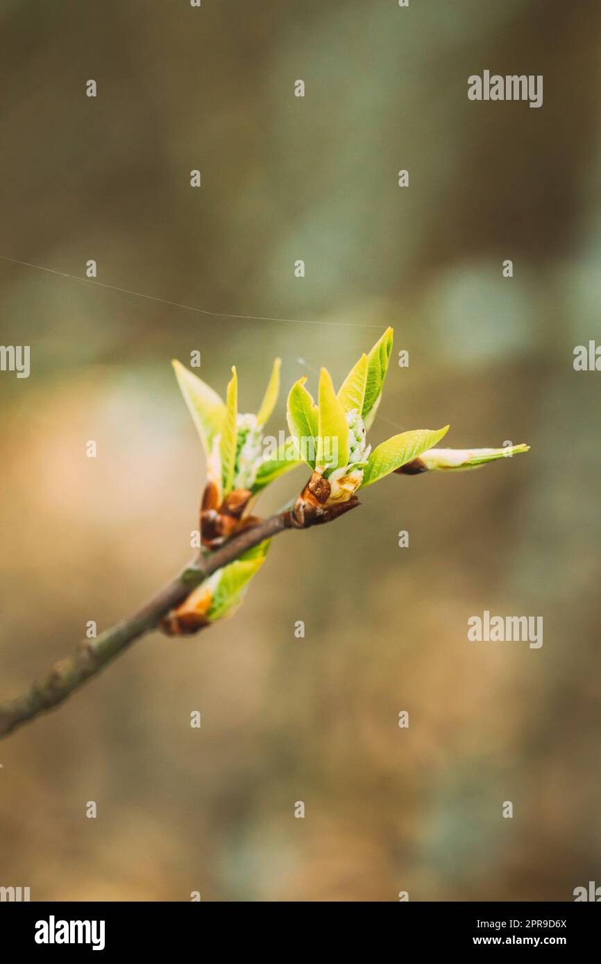 Foglie giovani di foglia verde di primavera che crescono nel ramo di albero di pianta di Bush di foresta. Giovane foglia su Boke Bokeh Natural Blur Foto Stock