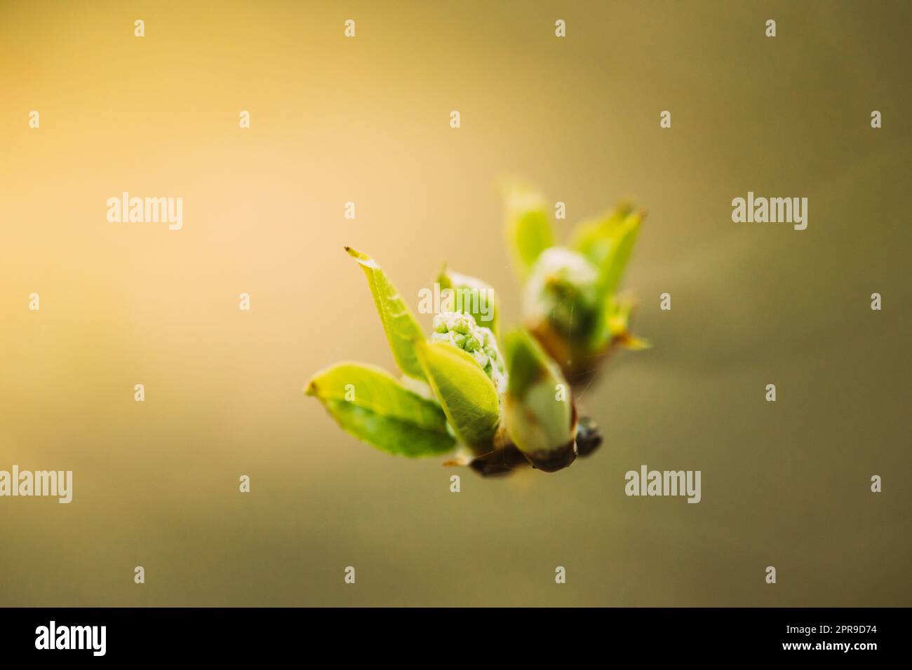Foglie giovani di foglia verde di primavera che crescono nel ramo di albero di pianta di Bush di foresta. Giovane foglia su Boke Bokeh Natural Blur Foto Stock