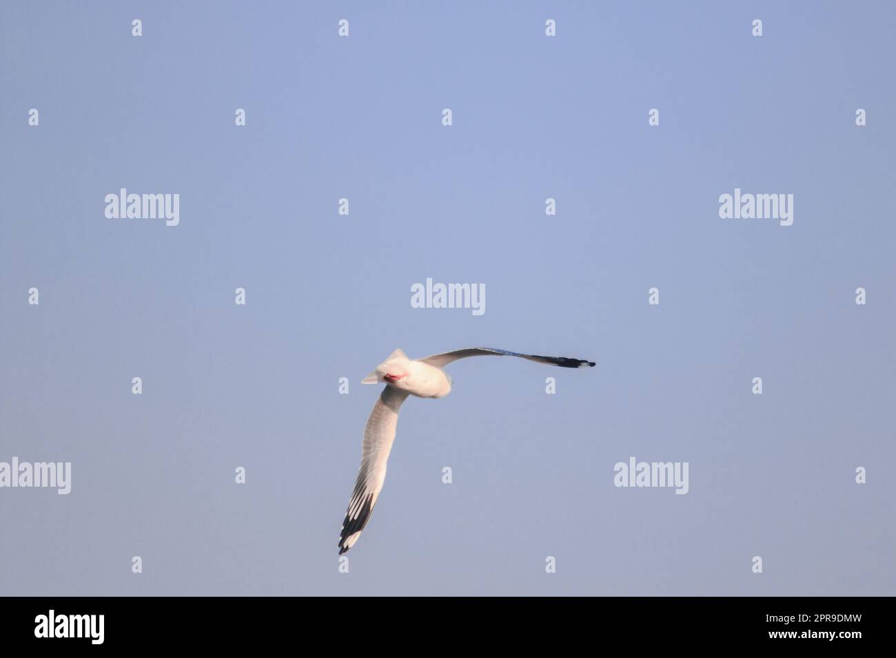 Gabbiani che volano nel cielo, divaricano le ali in modo splendido, radunati in un grande gregge. È un uccello delle zone umide lungo la costa Foto Stock