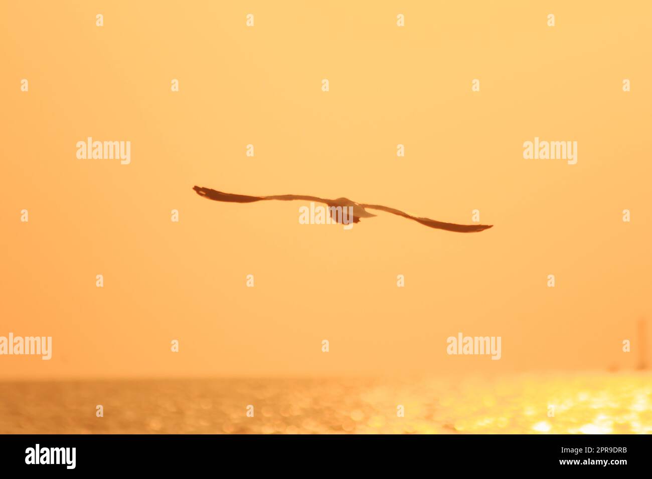 Silhouette di gabbiani che volano al tramonto Foto Stock