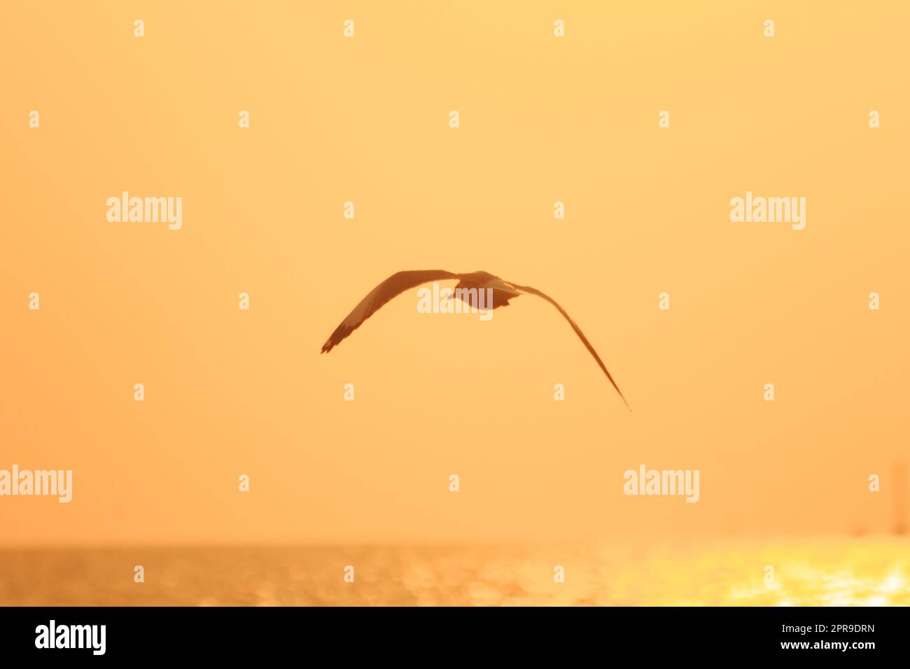 Silhouette di gabbiani che volano al tramonto Foto Stock