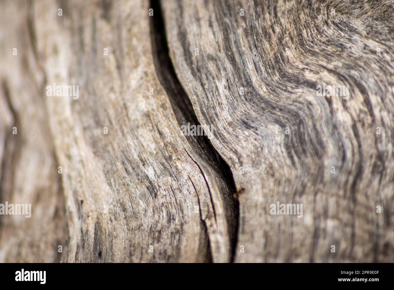 La figura naturale del grano di legno organico mostra i dettagli degli alberi del taglio superficiale di legno duro per la produzione di mobili nell'industria del legno e del legname materiale sostenibile e grano di legno naturale a risorsa rinnovabile Foto Stock