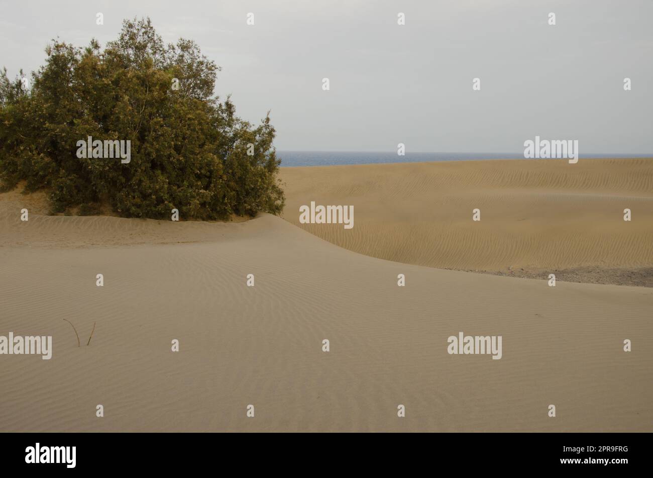 Albero mezzo sepolto dalla sabbia. Foto Stock