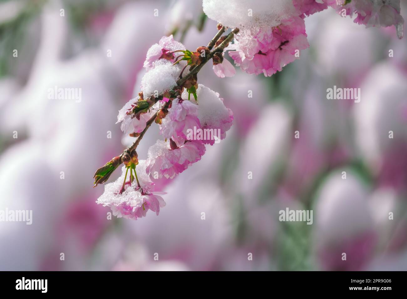 Fiori di ciliegio rosa ricoperti di neve Foto Stock