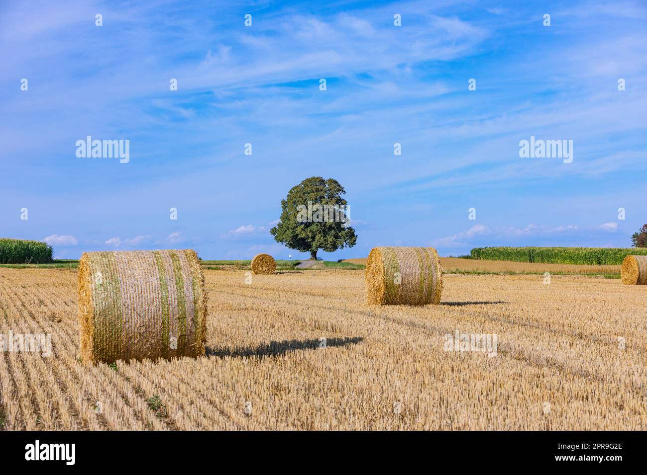 vista panoramica su un albero con palle di paglia Foto Stock